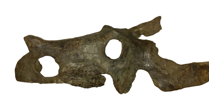 Brachyceratops Fossil Dinosaur skull for sale