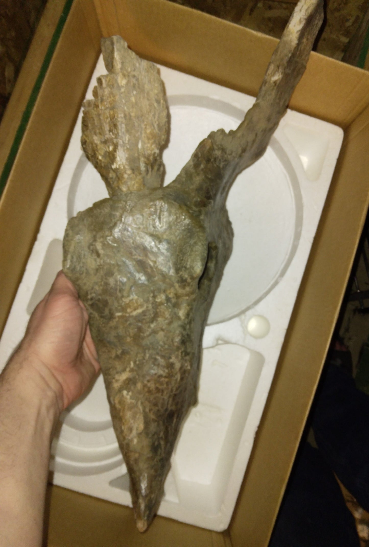 Brachyceratops Fossil Dinosaur skull for sale