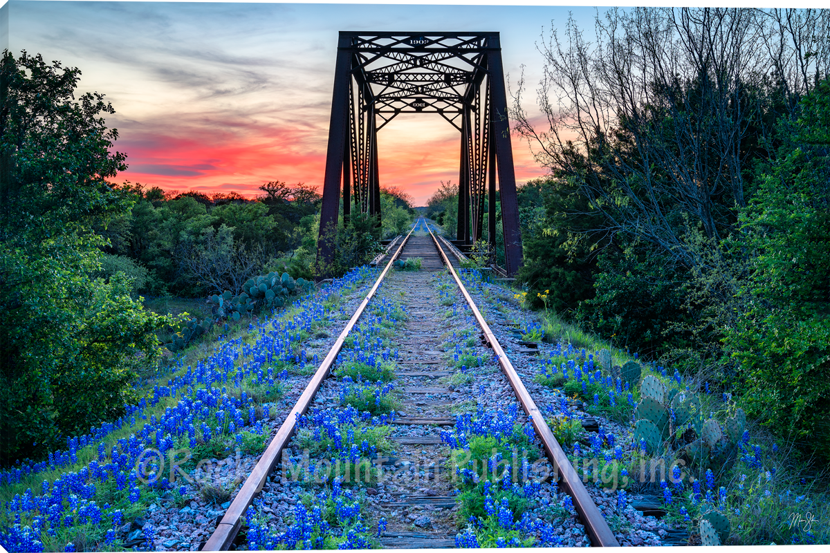 Blue Bonnet Beauty Landscape Art by Mickey Shannon