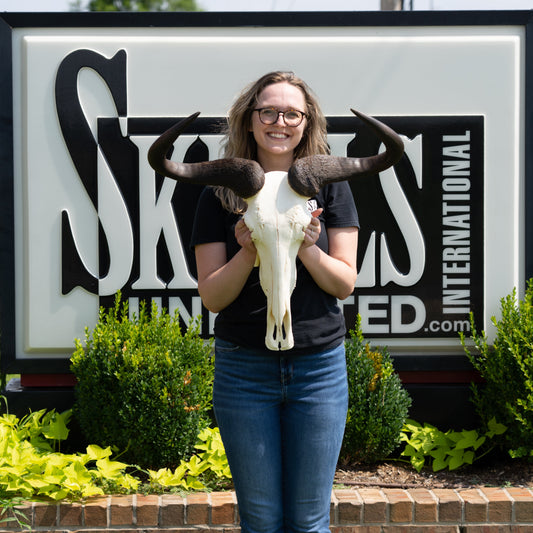 Real Blue Wildebeest Skull