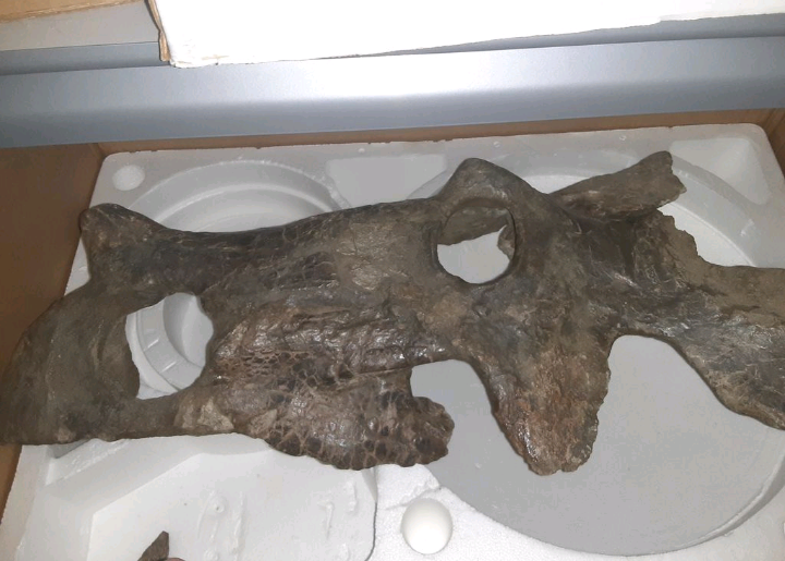 Brachyceratops Fossil Dinosaur skull for sale