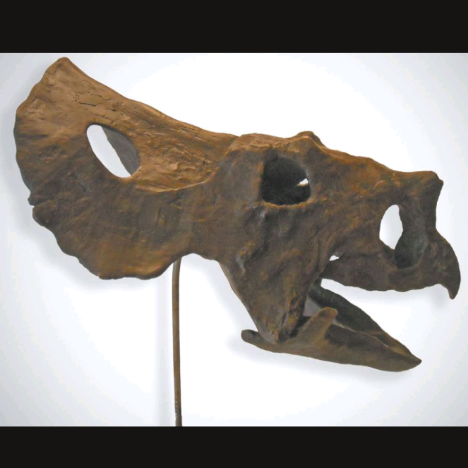 Brachyceratops Fossil Dinosaur skull cast replica