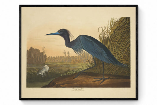 Blue Crane or Heron Print