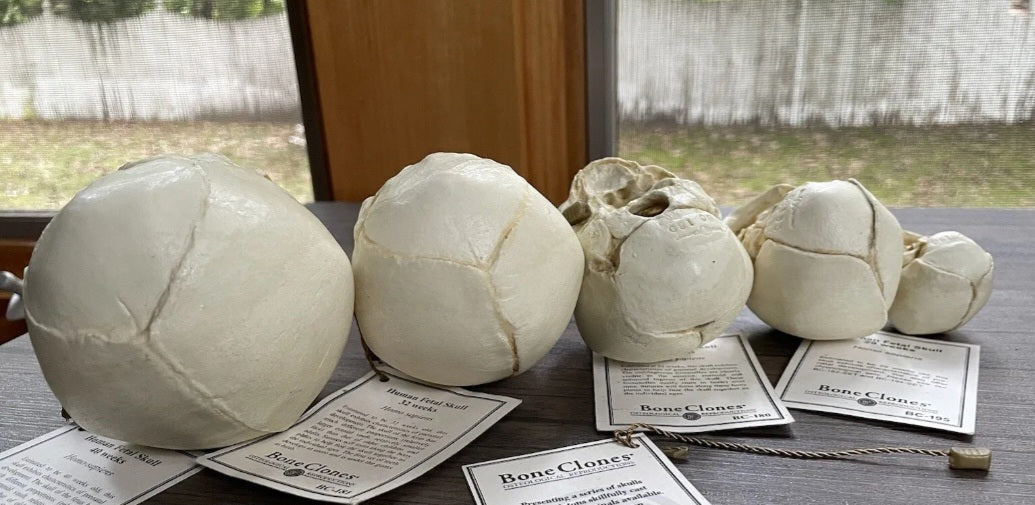 Bone Clones Fetal Human Skulls Set Of 5 Homo sapiens 20 To 40 Weeks Medical replicas casts reproductions