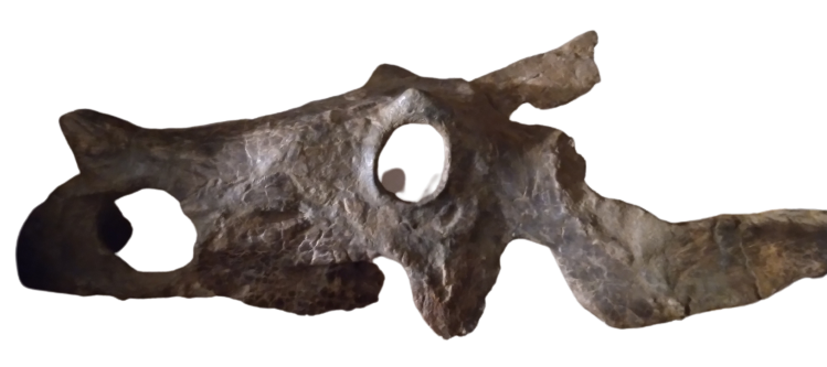Brachyceratops Fossil Dinosaur skull for sale
