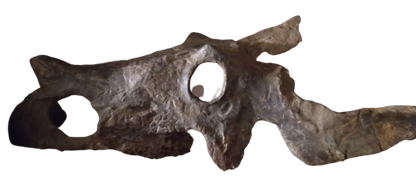 Brachyceratops Fossil Dinosaur skull for sale
