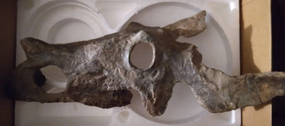 Brachyceratops Fossil Dinosaur skull for sale