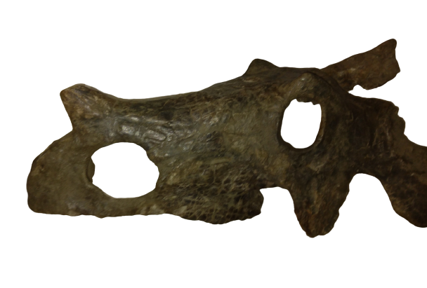 Brachyceratops Fossil Dinosaur skull for sale