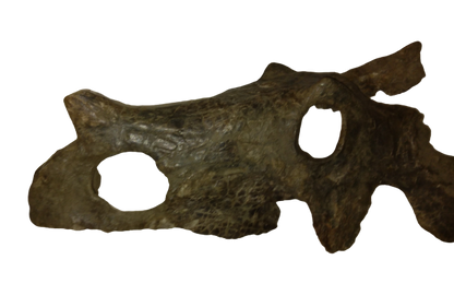 Brachyceratops Fossil Dinosaur skull for sale