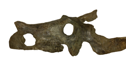 Brachyceratops Fossil Dinosaur skull for sale