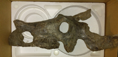 Brachyceratops Fossil Dinosaur skull for sale