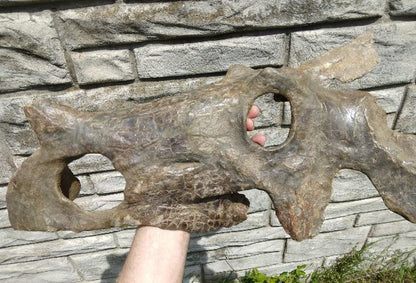 Brachyceratops Fossil Dinosaur skull for sale