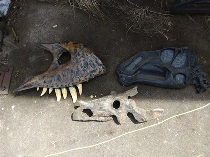 Brachyceratops Fossil Dinosaur skull for sale