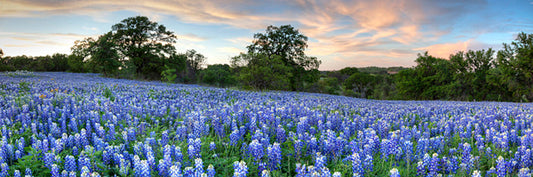 Bluebonnet Pano From San Saba County 2 Art by Rob Greebon