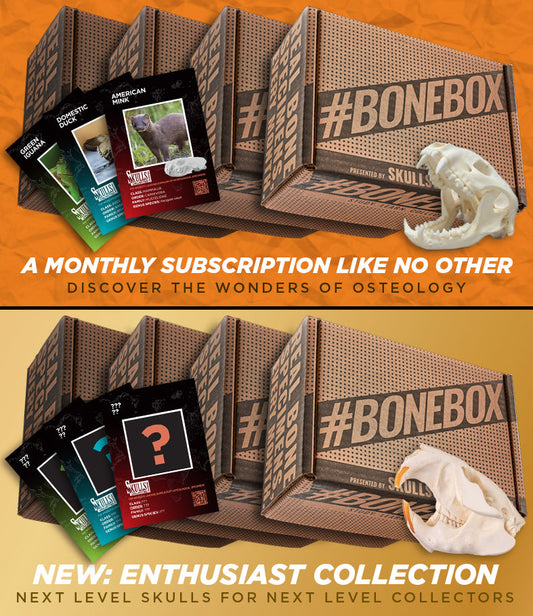 #BoneBox Monthly Subscription