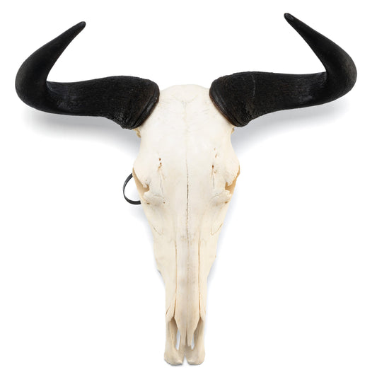 Real Blue Wildebeest Skull