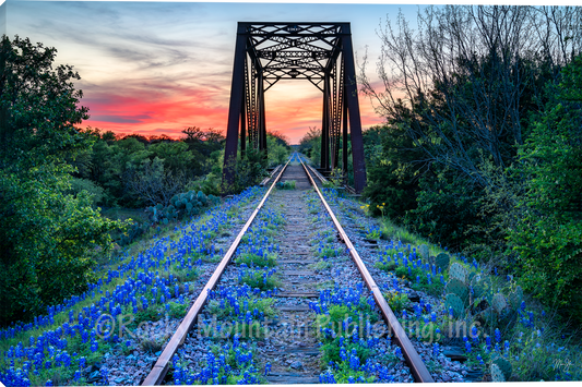 Blue Bonnet Beauty Landscape Art by Mickey Shannon