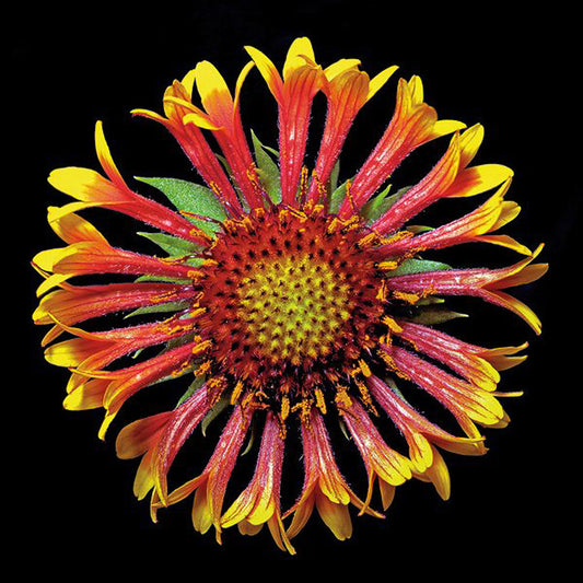 Blanketflower - Fanfair - Art Prints by Richard Reynolds