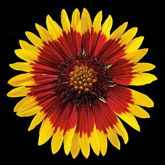 Blanketflower - Art Prints by Richard Reynolds