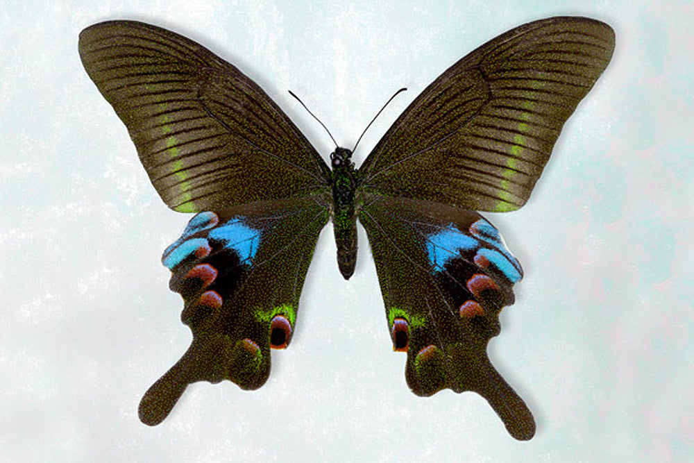 Blue Peacock Butterfly - Art Prints by Richard Reynolds