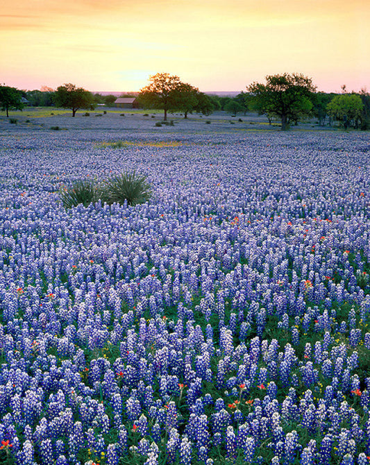 Bluebonnet Sunset - Art Prints by Richard Reynolds