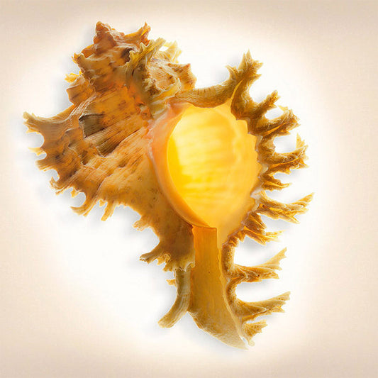 Branched Murex Sea Shell - Art Prints by Richard Reynolds
