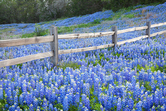 Bluebonnet Fence Near Llano Texas by Rob Greebon