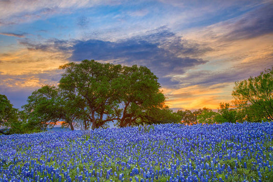 Bluebonnets Under Evening Sky 2 by Rob Greebon