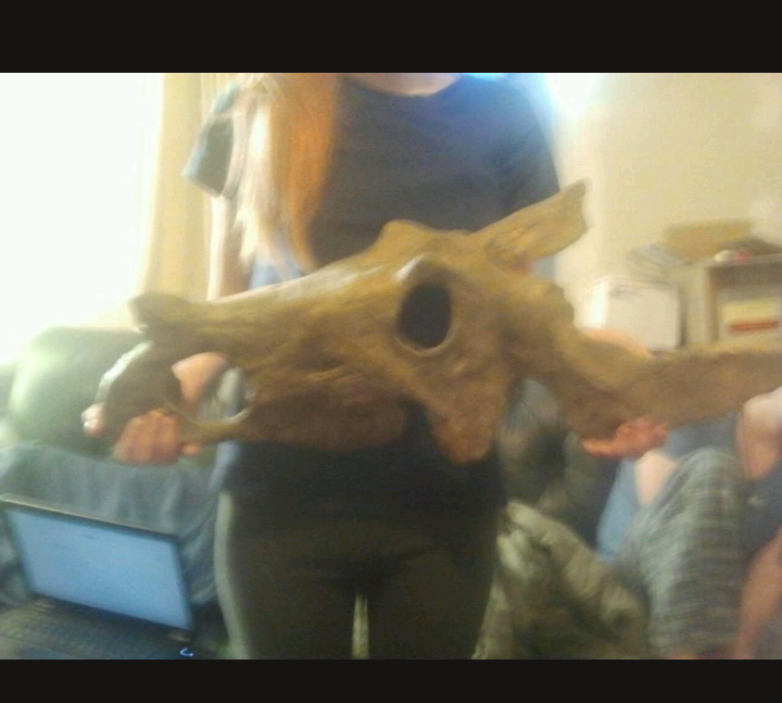 Brachyceratops Fossil Dinosaur skull for sale