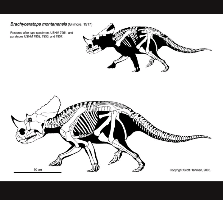 Brachyceratops Fossil Dinosaur skull for sale