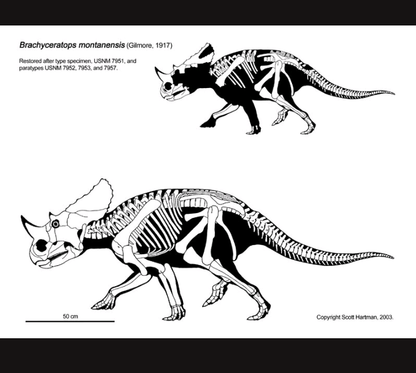 Brachyceratops Fossil Dinosaur skull for sale