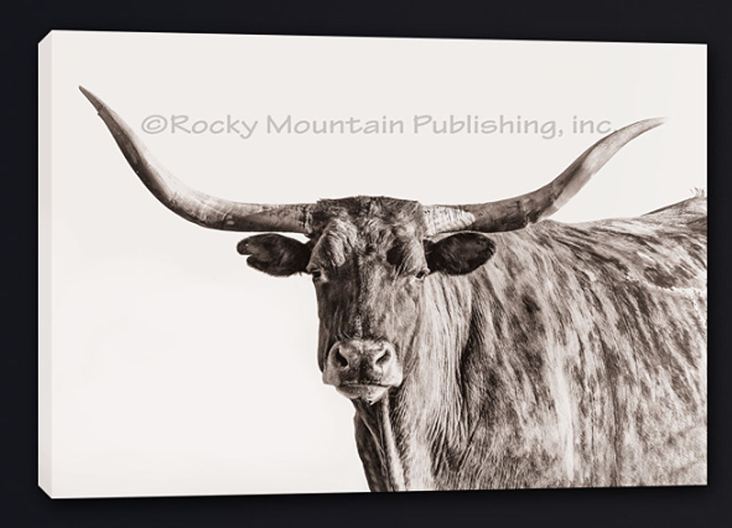 Brindle Longhorn Canvas Art by Summer Jackman