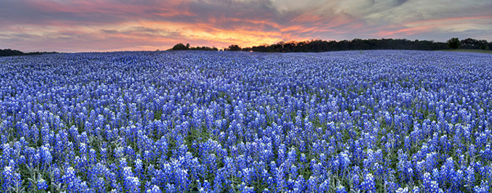 Bluebonnet Pano on an April Evening 1 Art by Rob Greebon
