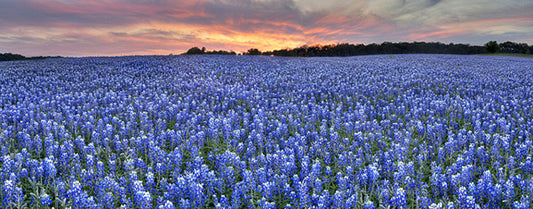 Bluebonnet Pano on an April Evening 1 Art by Rob Greebon