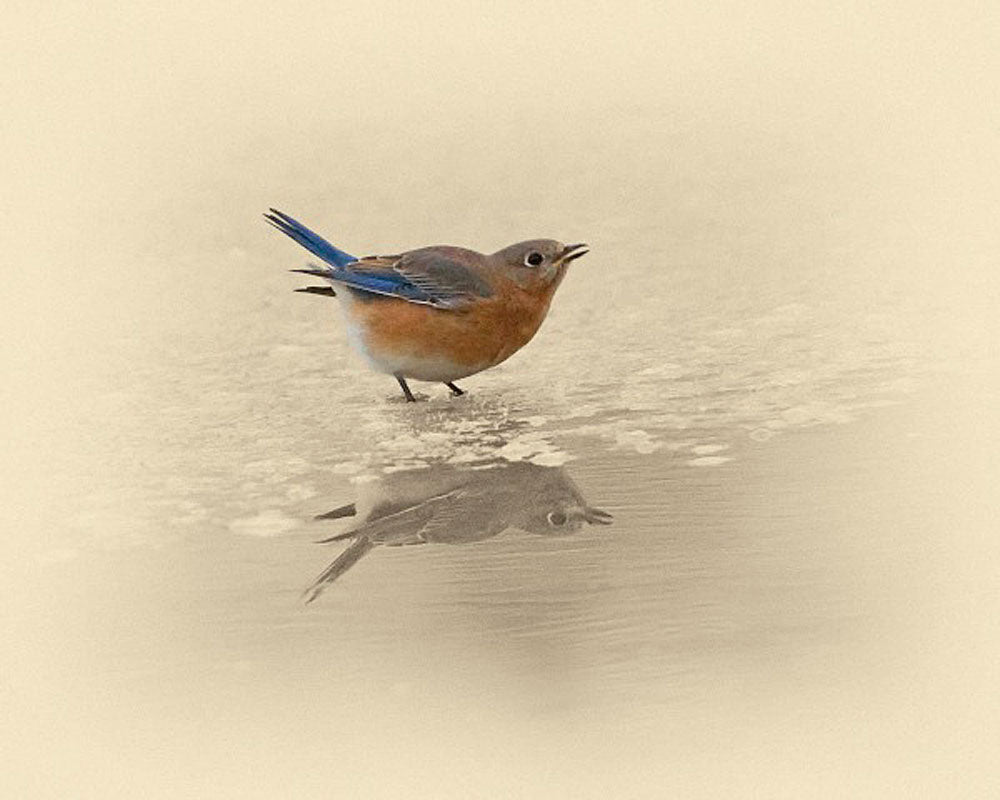 Blue Bird on Ice Art Prints by James Brown