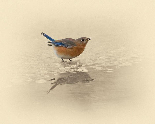 Blue Bird on Ice Art Prints by James Brown
