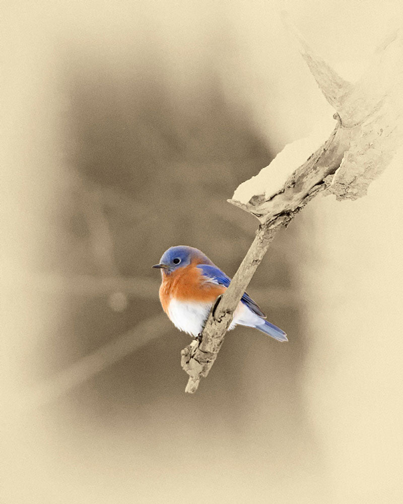Bluebird on Branch Art Prints by James Brown