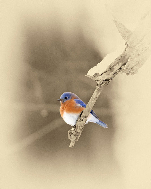 Bluebird on Branch Art Prints by James Brown