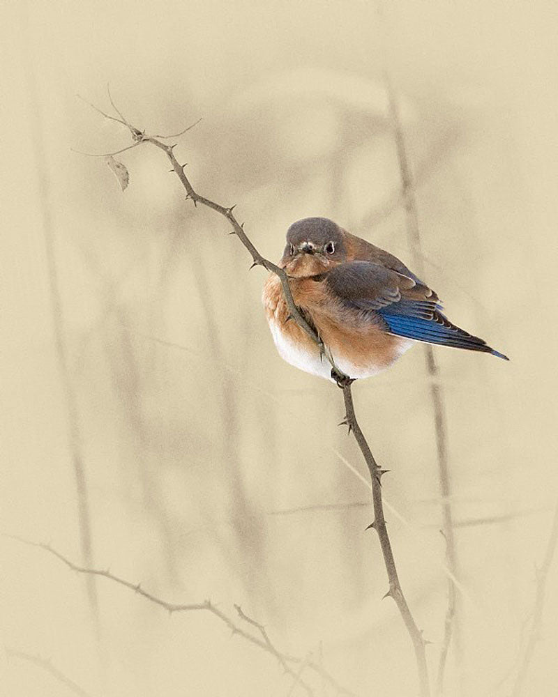 BlueBird Art Prints by James Brown