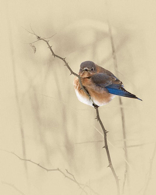 BlueBird Art Prints by James Brown