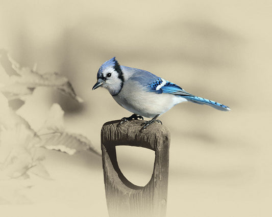 Bluejay and Shovel Art Prints by James Brown