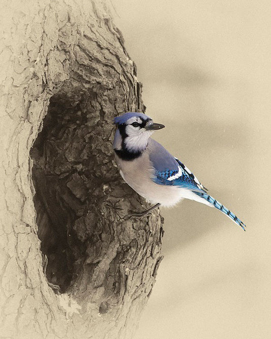 Bluejay Bird Art Prints by James Brown
