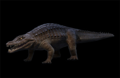 Brachychampsa montana, alligator skull cast replica Latimeria