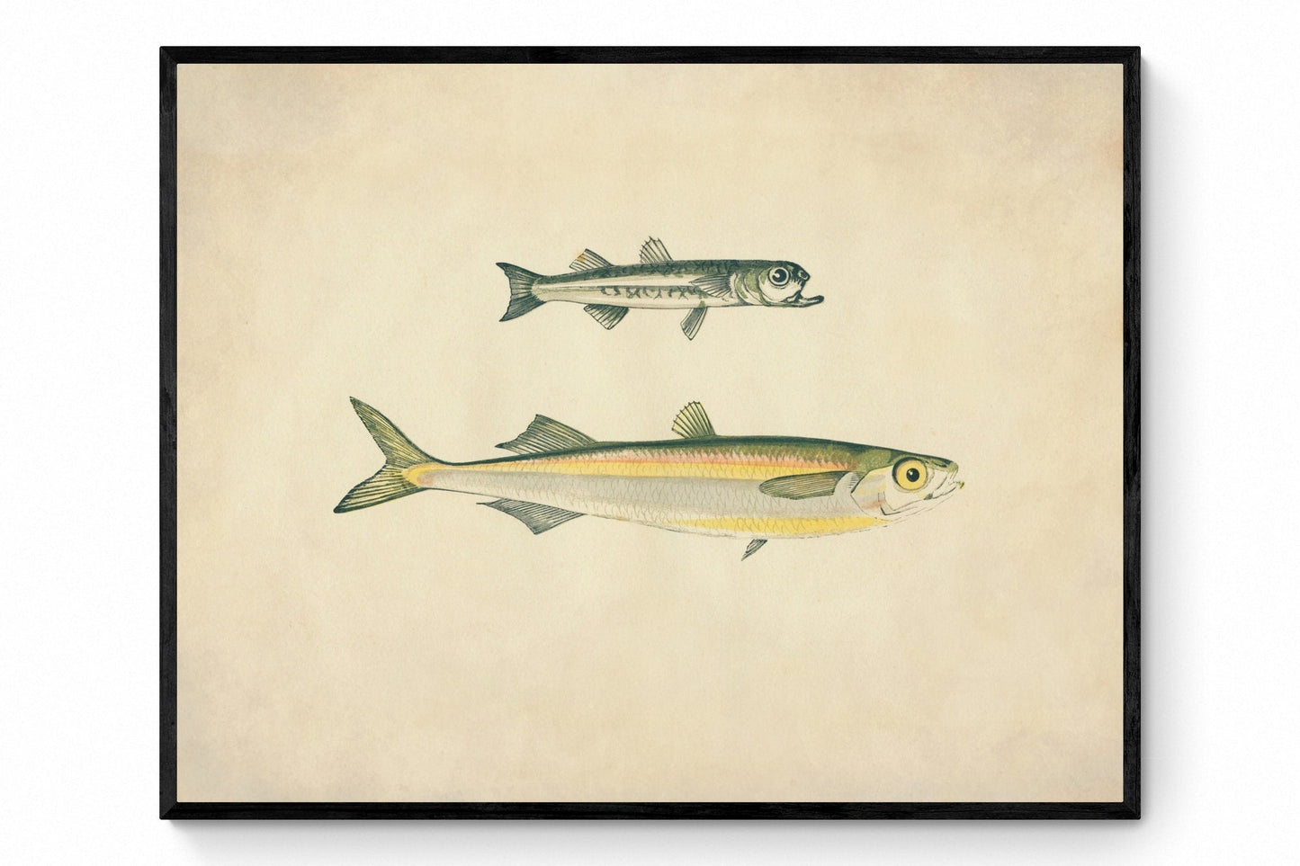 Boier's Atherine & Atherine Print