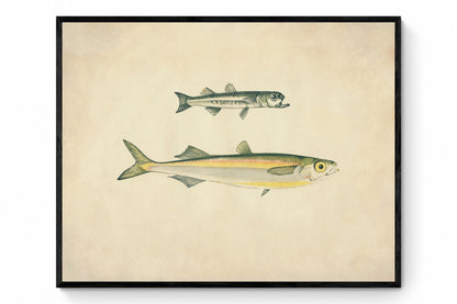 Boier's Atherine & Atherine Print