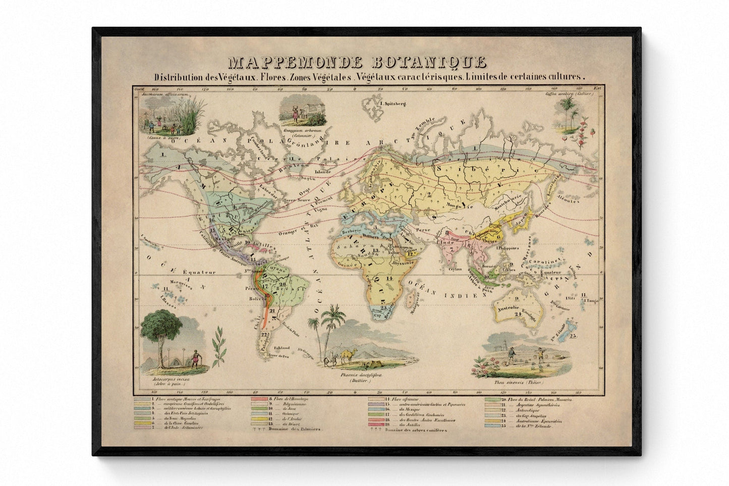 Botanical World Map  dated 1858