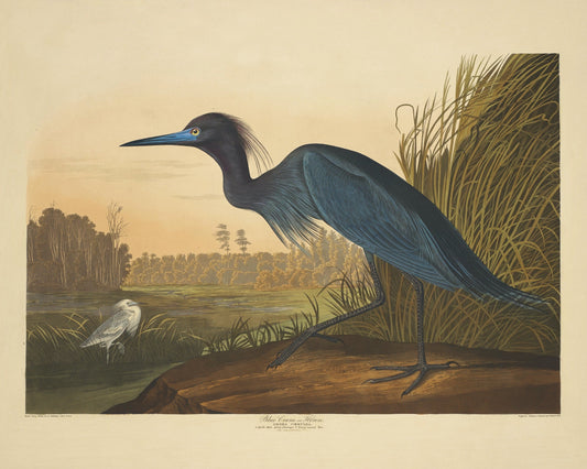 Blue Crane or Heron Print