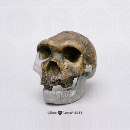 Bodo Skull and jaw Homo heidelbergensis  cranium replica Full-size cast 2023