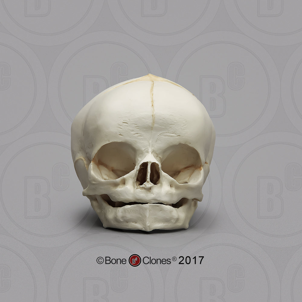 Bone Clones Fetal Human Skulls Set Of 5 Homo sapiens 20 To 40 Weeks Medical replicas casts reproductions