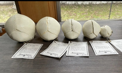 Bone Clones Fetal Human Skulls Set Of 5 Homo sapiens 20 To 40 Weeks Medical replicas casts reproductions